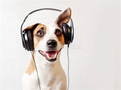 Can Dogs Listen to Music? A Deeper Exploration into the Canine Audiovisual Experience