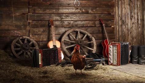 Do chickens like music? An exploration of chicken music preferences